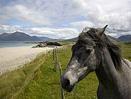 Ireland Escorted Vacation