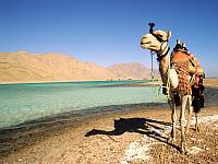 Camel