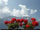 Lucerne Vew