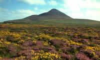 Wicklow