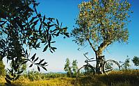 Chianti