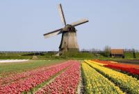 Windmill & Flowers