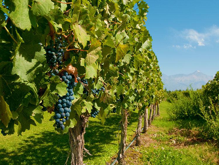 Buenos Aires and Wine Country