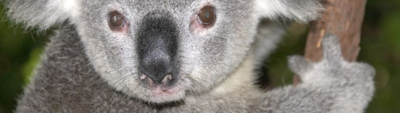 Australia Vacations