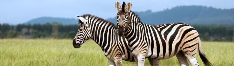 South Africa Vacations
