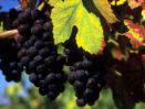 Buenos Aires and Wine Country