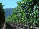 Santiago and Colchagua Valley Land Only