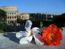 Paris & Rome Valentine's Day Special