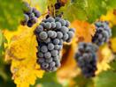 Paris at Its Best with Wine Tasting