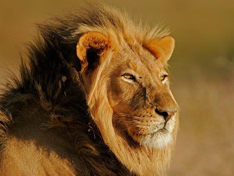 Kruger Park and Kingdoms Escorted Tour