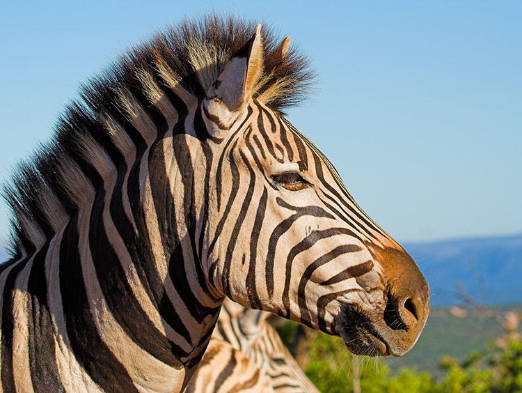 Experience a World in One Country Escorted Tour