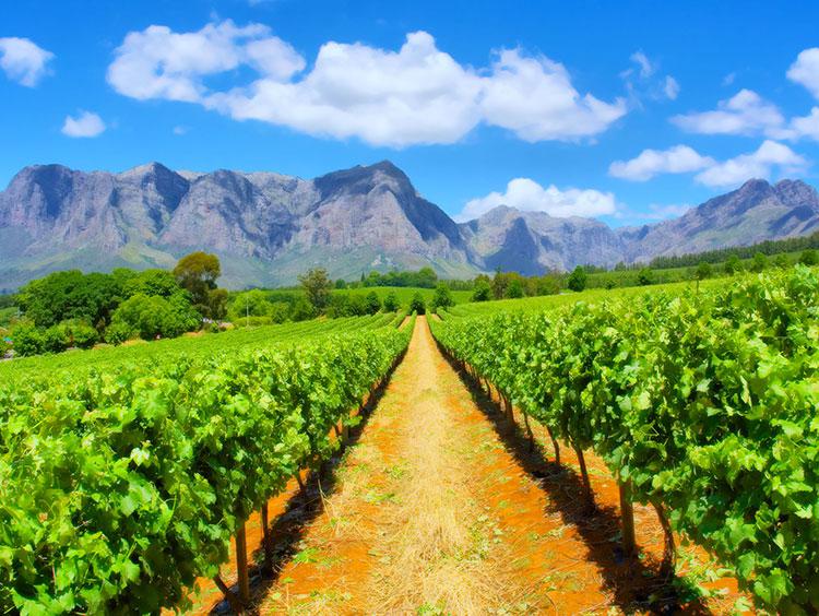 Cape Town & Winelands