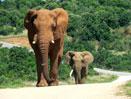 Cape Town and the Garden Route Escorted Tour