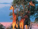 Experience a World in One Country Escorted Tour