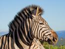 Cape Town & Safari Adventure