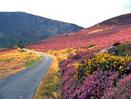 Amazing Ireland