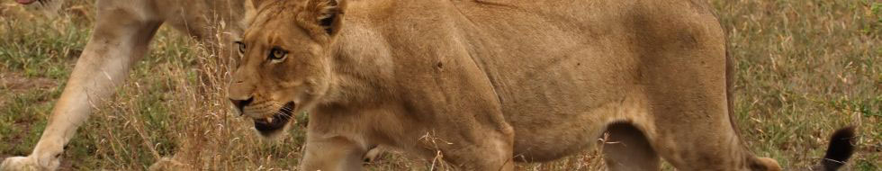 Tanzania Group Tours