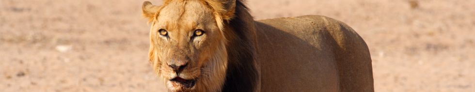 Africa Group Travel