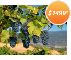 Santiago and Colchagua Valley