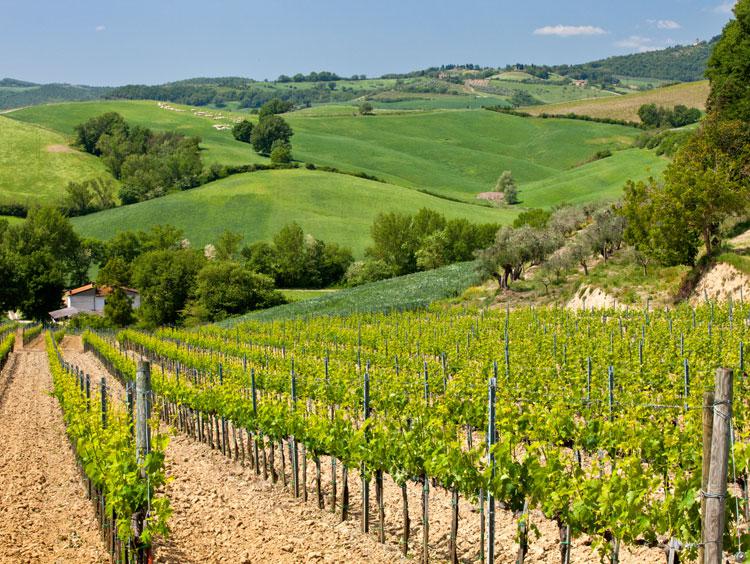 Tuscany Montepulciano Vineyard