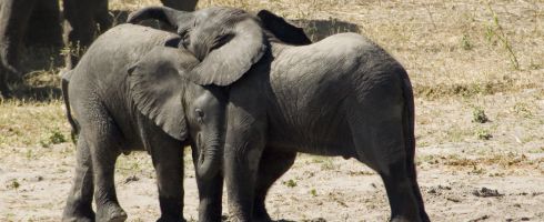 Tanzania Group Vacation