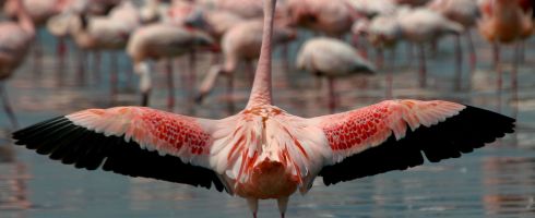Kenya Group Tours