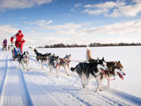 Shared Tour: Husky Safari 2-hour Afternoon Tour with Two People per Sled