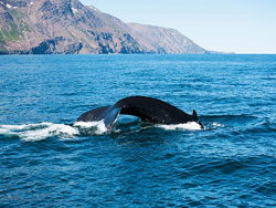 Shared Tour: Whale Watching from Reykjavik Tour 1:00PM